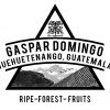 GUATEMALA GASPAR DOMINGO COFFEE