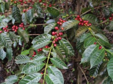 Gesha varietal. Panama, Tanzania, Ethiopia