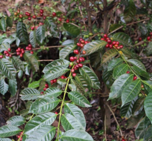 Gesha varietal. Panama, Tanzania, Ethiopia