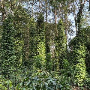 Mooleh Manay Estate Coffee