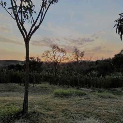 Maria Branca Estate