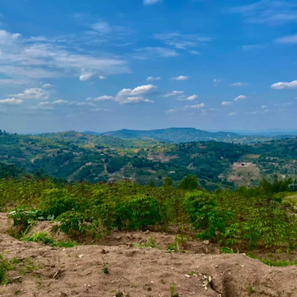 Fertile Rwandan Landscape