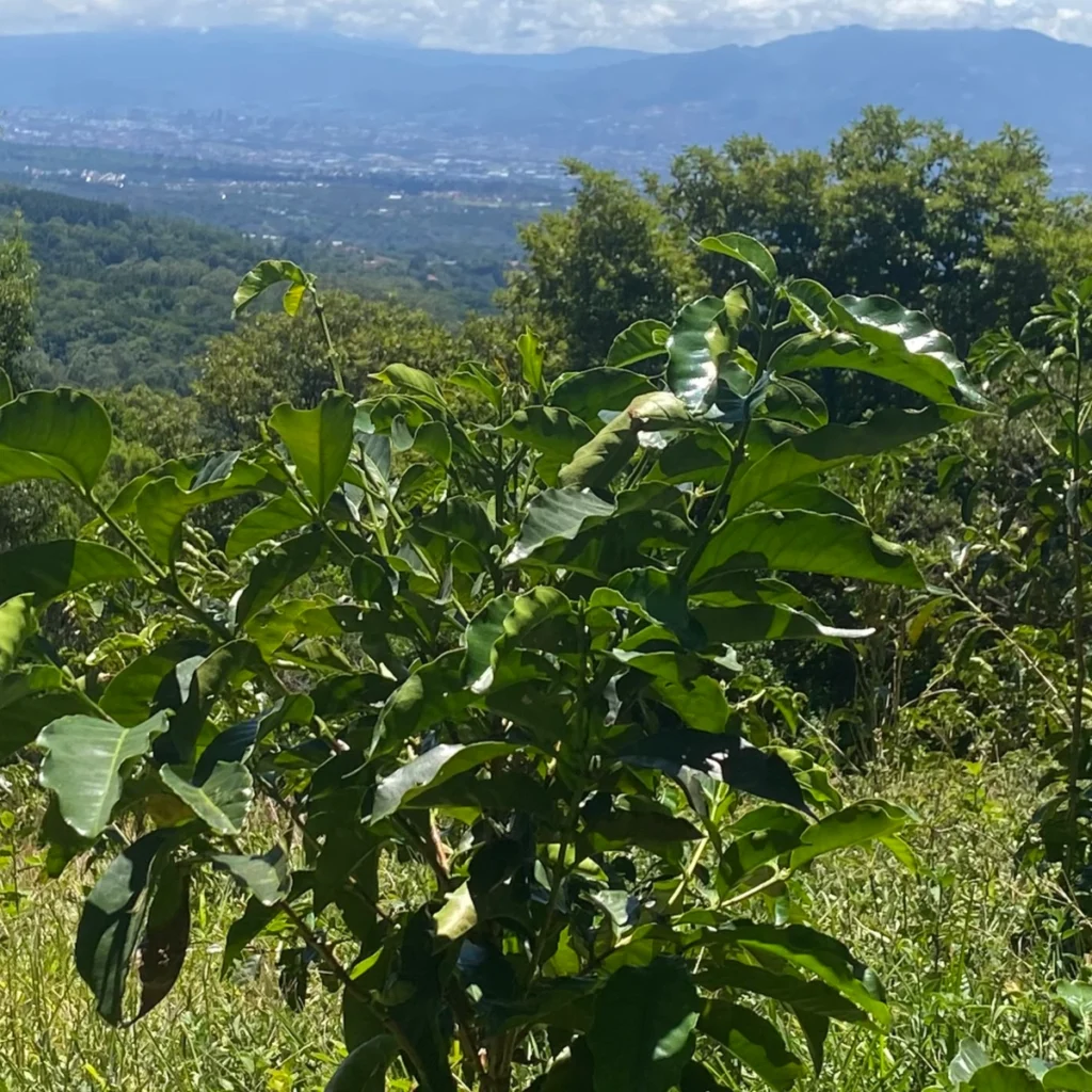 Costa Rican Coffee